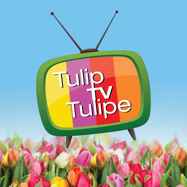 Assistir Tulip Television Online